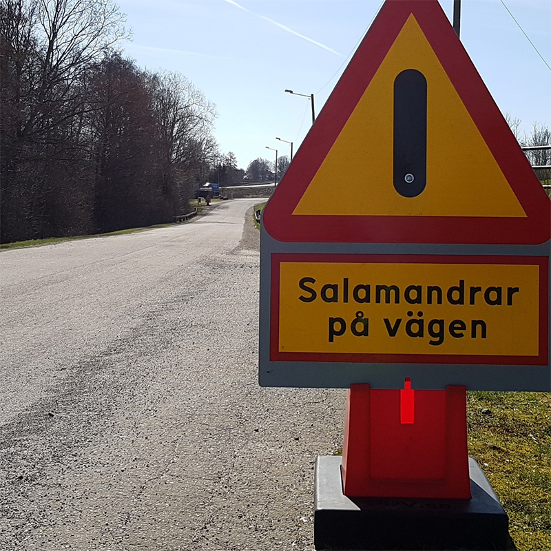 Salamandrar på vägen