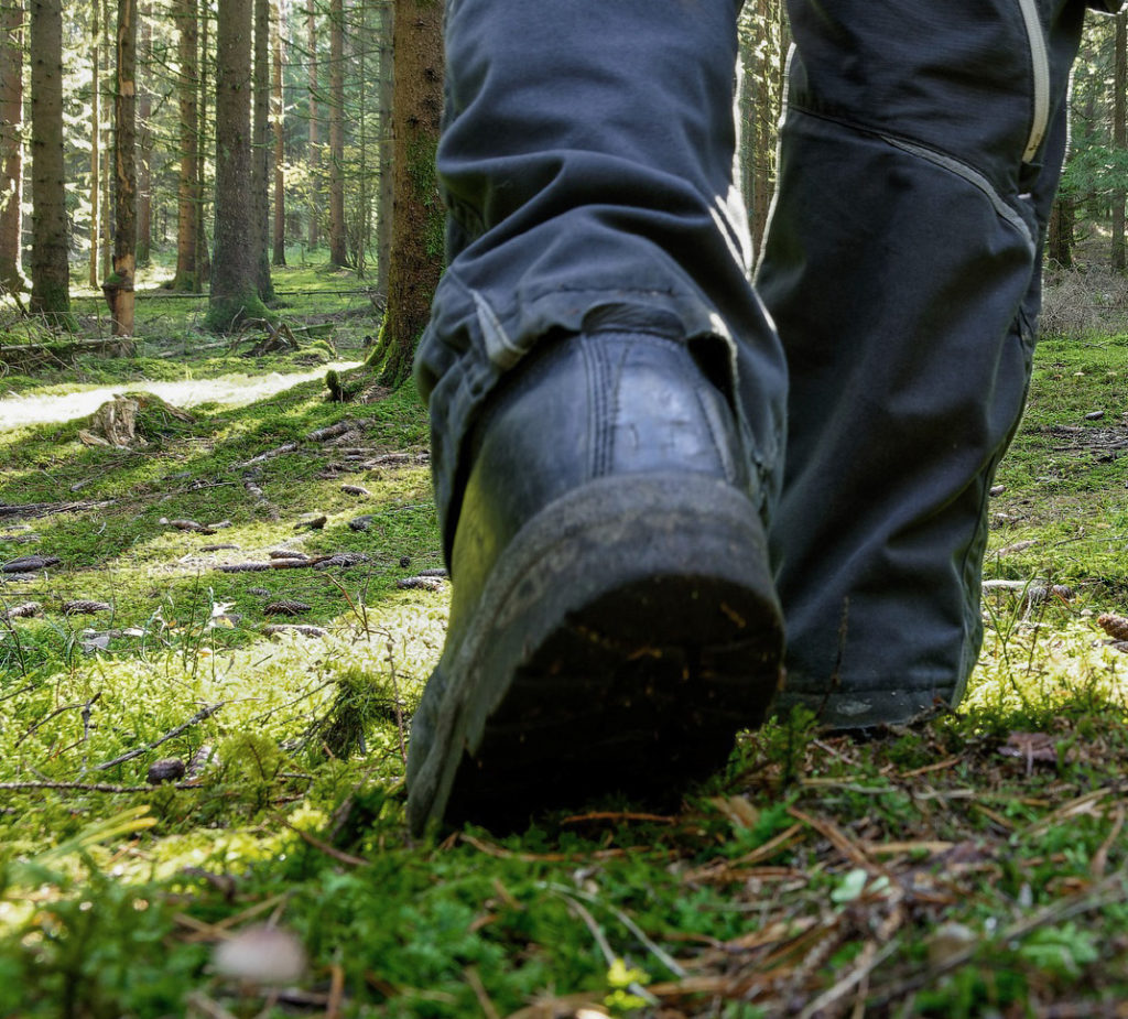 Skog vandring